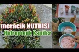 Cara Mudah Membuat Meracik Nutrisi Hidroponik Irigasi Kapiler Sendiri Youtube Hidroponik Menanam Sayuran Irigasi