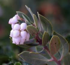 Image result for Manulea crassifolia