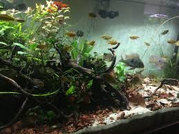 Geophagus Sveni Aquarium Design Funny Jokes Design