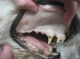 I just saw her and played with her this weekend and she was fine. Pale Gums In Dogs And Lethargy Causes And Treatment Of Pale Gums In Dogs Dogs Cats Pets