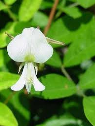 Image result for Galactia