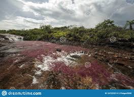 Maybe you would like to learn more about one of these? Fluss Five Colors Cano Cristales Kolumbien Stockfoto Bild Von Fauna Edward 167223214