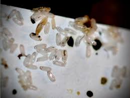 Image result for bed bugs eggs