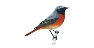 Black And White Bird With Long Orange Beak In Scotland Redstart Bird Facts Phoenicurus Phoenicurus The Rspb