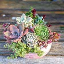 Create a unique living wreath or wall hanging using small. 60 Charming Succulent Indoor Garden Ideas 2019 Page 62 Of 64 Soopush Succulent Garden Indoor Succulent Garden Design Succulents