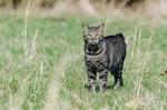 10 Quirky Facts About Manx Cats | Mental Floss