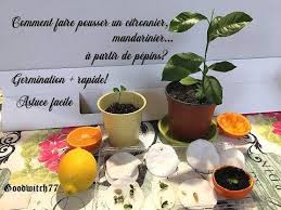 Comment Faire Pousser Un Citronnier Mandarinier Chez Soi En Faisant Germer Vite Des Pepins Youtu En 2020 Faire Pousser Un Citronnier Citronnier Graines De Citron