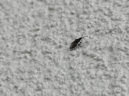 In der wohnung entstehen kleine, weiße würmer, wenn fliegen und andere insekten ihre eier ablegen. Kleine Fliegen An Decke Was Kann Ich Noch Tun Insekten Fliegenplage Fliegenfalle