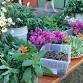 GingerRoot Wild Food Rendezvous