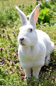 In neuseeland leben rund vier millionen einwohner_innen, daher ist auch der arbeitsmarkt gegenüber dem deutschen relativ überschaubar. Olaf Hase Neuseeland Albino Fruhling Ostern Wamme Haustier Weiss Suss Tiere Pikist