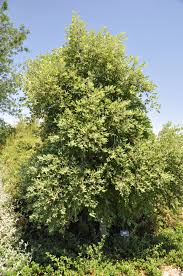 Image result for Quercus suber