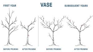 When should you prune fruit trees. To Prune Or Not To Prune