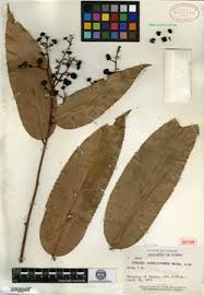 Image result for Rhabdophyllum arnoldianum