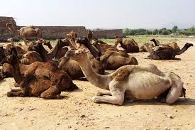 Resultado de imagen para MATAN A CINCO MIL CAMELLOS EN AUSTRALIA"