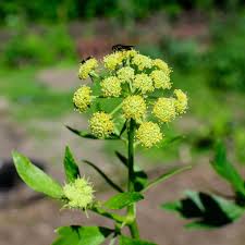 Image result for Apium graveolens