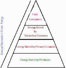 Trophic Levels Are The Feeding Position In A Food Chain Such As Primary Producers Herbivore Primary Car Trophic Level 6th Grade Science Environmental Science