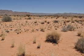 Image result for Hermbstaedtia linearis