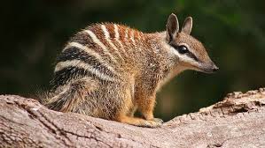Numbat From Australia Australian Animals Mammals Animals