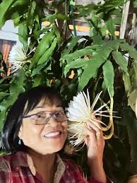 Queen of the night blooming in Temecula California