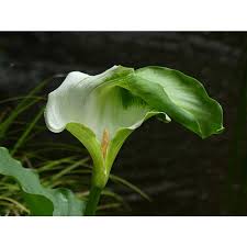 Image result for Zantedeschia aethiopica
