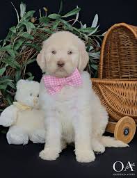 Pin On Okefeild Acres Standard Goldendoodle Puppies