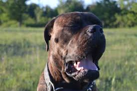 How do vets sedate dogs? Benadryl For Dogs Recommended Dosage Side Effects And More Certapet