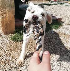 Selected foods, treats and other products for dogs and cats Faro Best Pet Boarding Grooming And Pet Sitters Near Me Petbacker Portugal