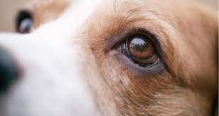 How Do I Treat A Cut Near My Dog S Eye Petcoach
