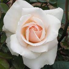 5.0 out of 5 stars delightful book by sally rose. Penny Lane Climbing Rose Trevor White Roses Specialist In Old Roses