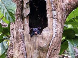 Large Black Flying Squirrel Aeromys Tephromelas Squirrel Flying Squirrel Large Black