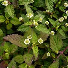 Image result for Lippia praecox