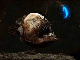Remarkably Bizarre Deep Sea Creatures Spooky And Magnificent Not A Freak Show