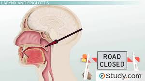 We did not find results for: Anatomy Of The Throat And Esophagus Video Lesson Transcript Study Com