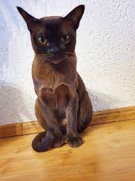 pin de albina sidikyar em burma katzen