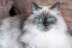 Special commercial cat foods and treats that claim to prevent and / or control trichobezoars. Signs Symptoms Of Asthma In Cats Animal Emergency Center Memphis Vet