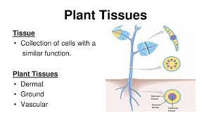 Maybe you would like to learn more about one of these? Plant Tissues Ppt Download