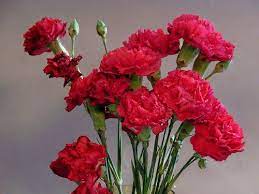 Pin On Flowers Of Love