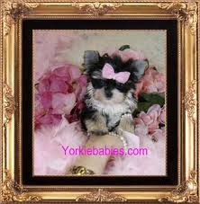 They both come in toy groups; Morkie Teacup Morkie Morkie Puppies For Sale Maltipoo Malshi Teacup Designer Puppies