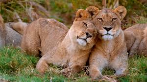 Lions clubs international, oak brook, illinois. Video Tourists On Safari Film Lions Licking Their Tent While They Hide Inside Conde Nast Traveler