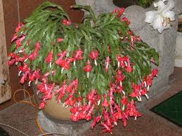 Department of agriculture plant hardiness zones 10b. Schlumbergera Truncata Schlumbergera Truncata Flower Database