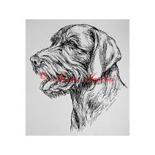 Image result for slovenský ohař hrubosrstý