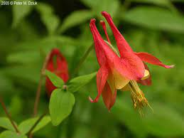 Aquilegia Canadensis Red Columbine Minnesota Wildflowers
