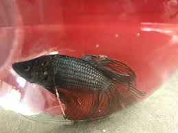 Betta Fish Has Broken Fins My Aquarium Club