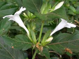 Image result for Barleria capitata