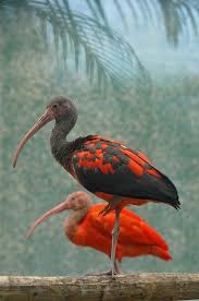 Scarlet Ibis A Beautiful Bird From South America And Islands Of The Caribbean Hayvanlar Rengarenk Kuslar Kus