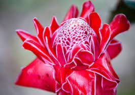 Costa rica's famous nature (jungles, rainforests, beaches) do not disappoint — they are pristine and beautiful. Heliconia And Other Beautiful And Bizarre Plants Of Costa Rica Insight Guides Blog