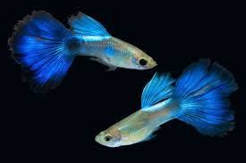 Kolam Ikan Minimalis Untuk Ikan Arwana Dan Ikan Air Tawar Air Tawar Hewan Dan Kolam Ikan