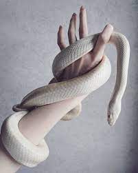 Pin By Laura Carlini Da Conceicao On Snakes In 2020 Cute Reptiles Snake Lovers Beautiful Snakes