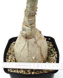 Image result for Ctenium somalense