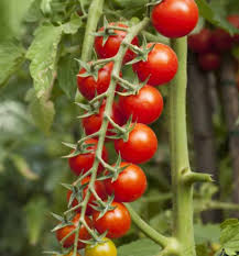 Fruit about 60 days after planting. Cherry Tomato Supersweet 100 Windy Ridge Organics